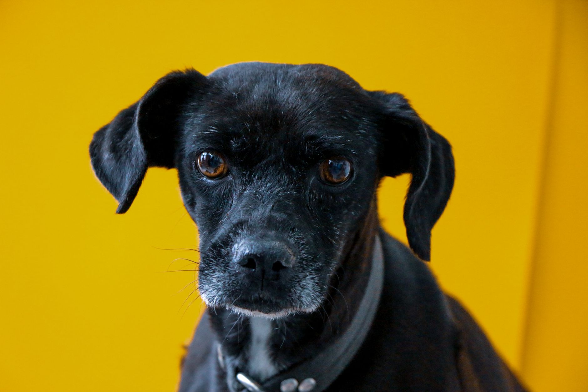 Portrait of a pet at a veterinary clinic
