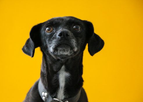 Adorable black dog with a gray muzzle against a bright yellow background.