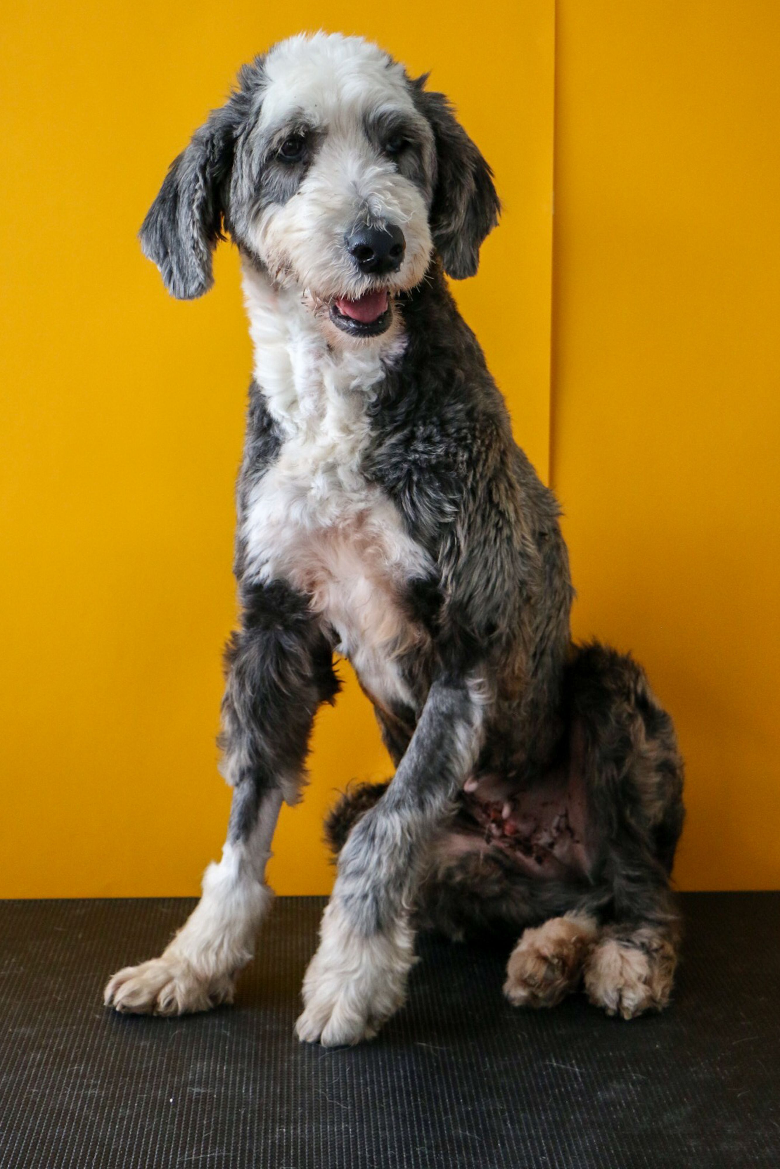 Charming Sheepadoodle sitting against a vibrant yellow backdrop, showcasing its fluffy fur.