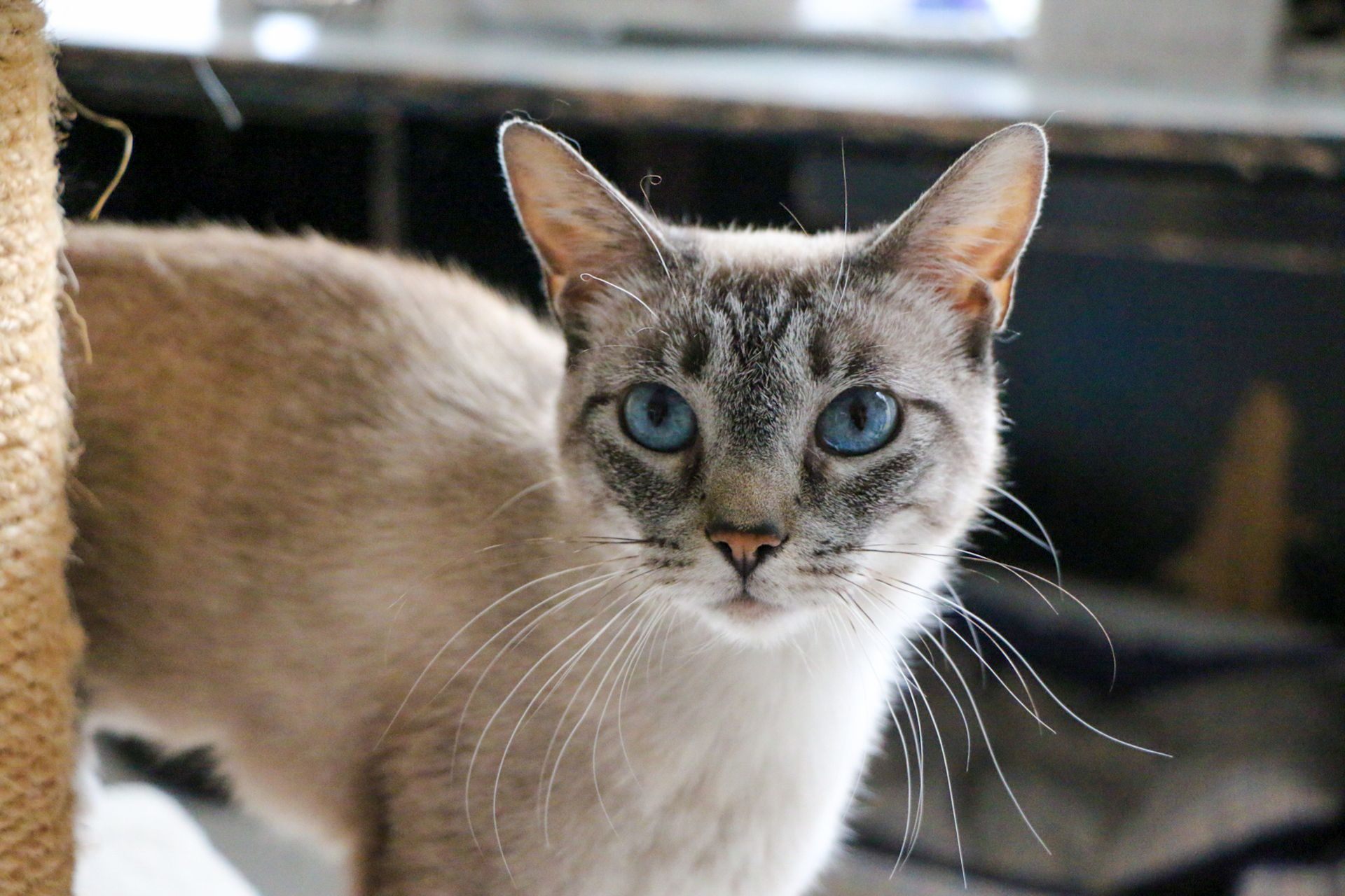 Captivating close-up portrait of a Siamese cat with striking blue eyes indoors.