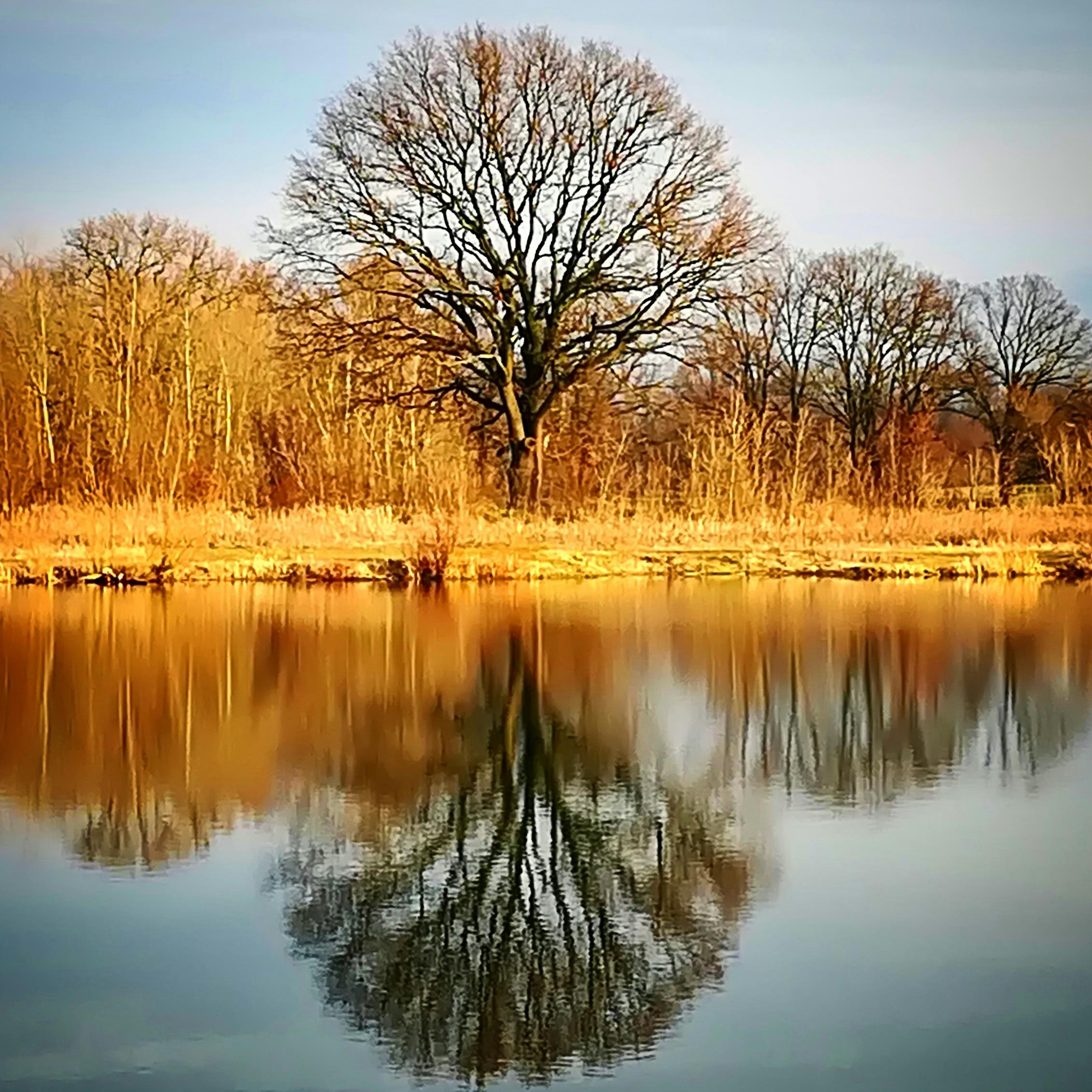 Free stock photo of lake, mirror, mirror image