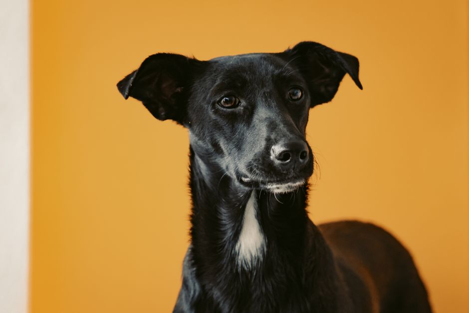 Close-up portrait of a black dog with expressive eyes on a vibrant yellow background.