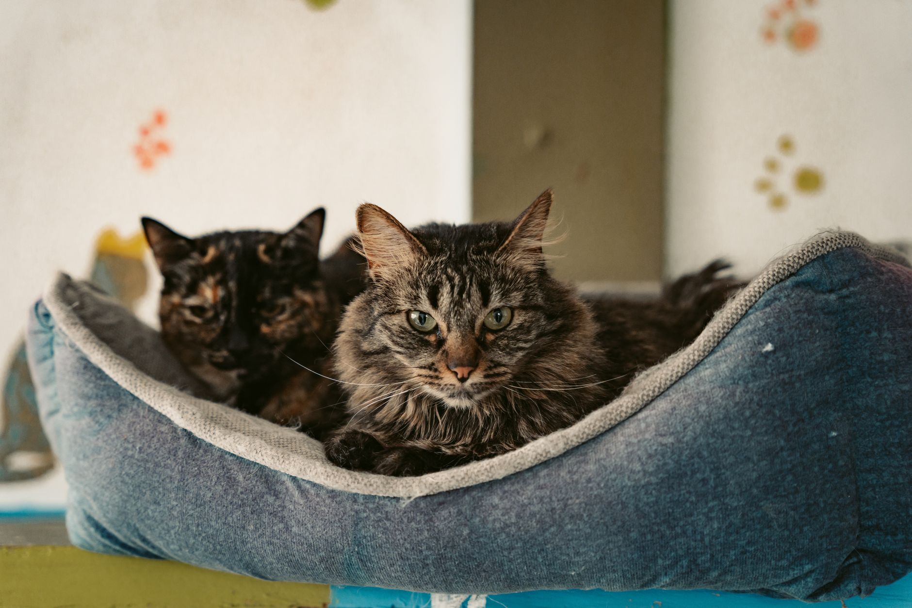 Best Cat Beds 2026: Donut, Cave & Heated Picks