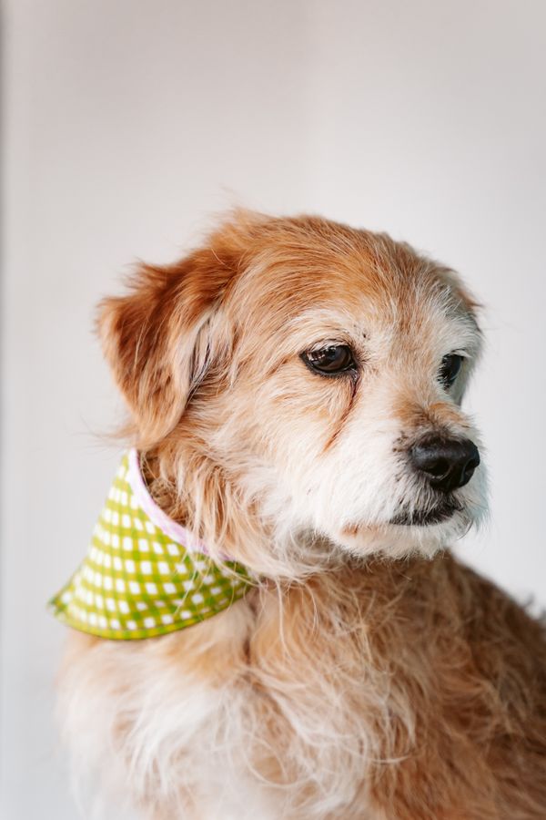 A brown terrier wearing a green neckerchief