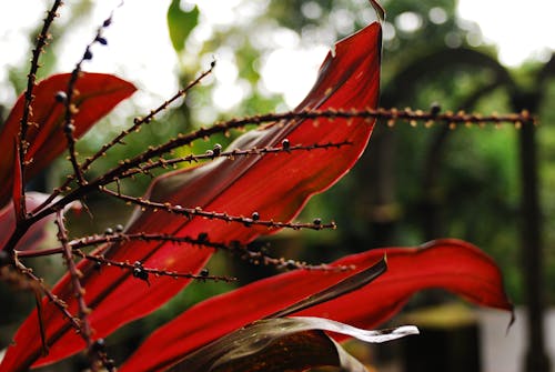 Бесплатное стоковое фото с naturaleza, san luis potosi, xilitla