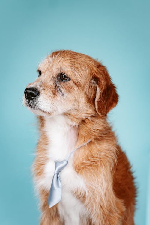 Dog with Tie on Blue Background