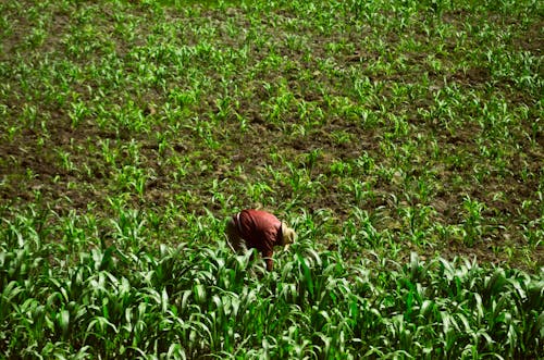 Imagine de stoc gratuită din agricultură, câmp, fermier