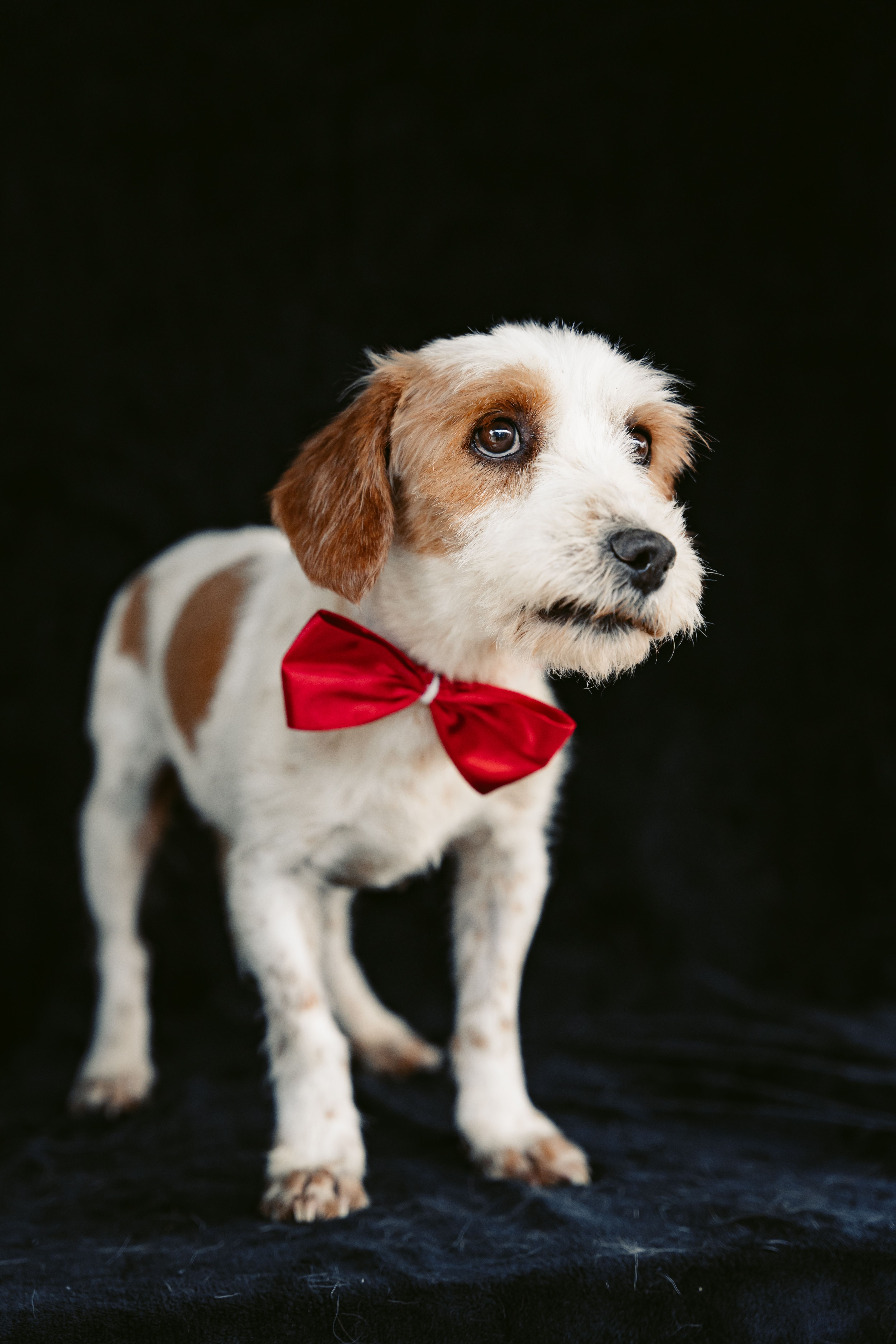 A small dog wearing a red bow tie · Free Stock Photo