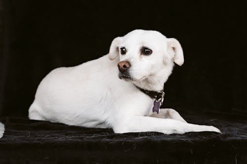 Gratis stockfoto met achtergrond, babyhondje, dierenfotografie