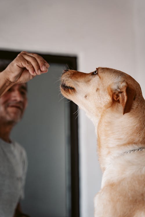 Man Hand over Dog Head