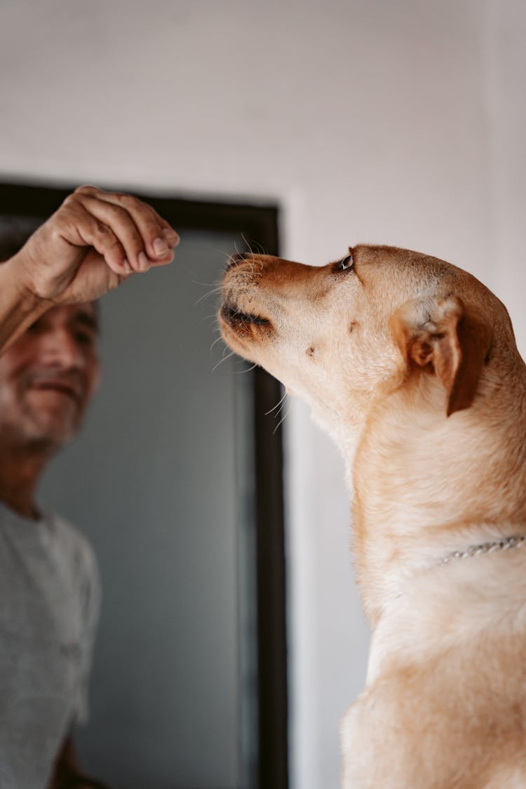 Man Hand Over Dog Head