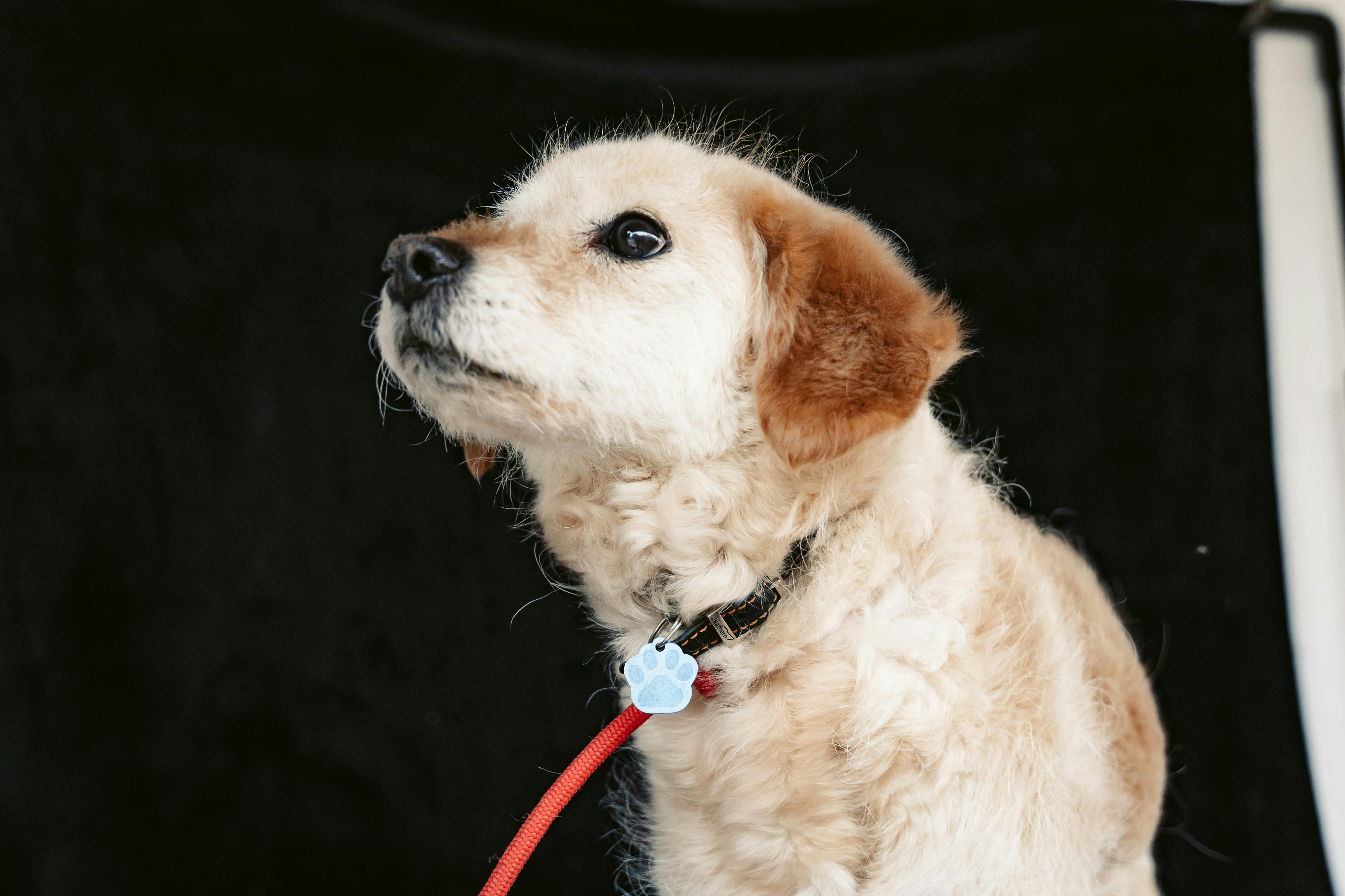 pet technology pet refine technology co. ltd — Photo by Miguel González on Pexels