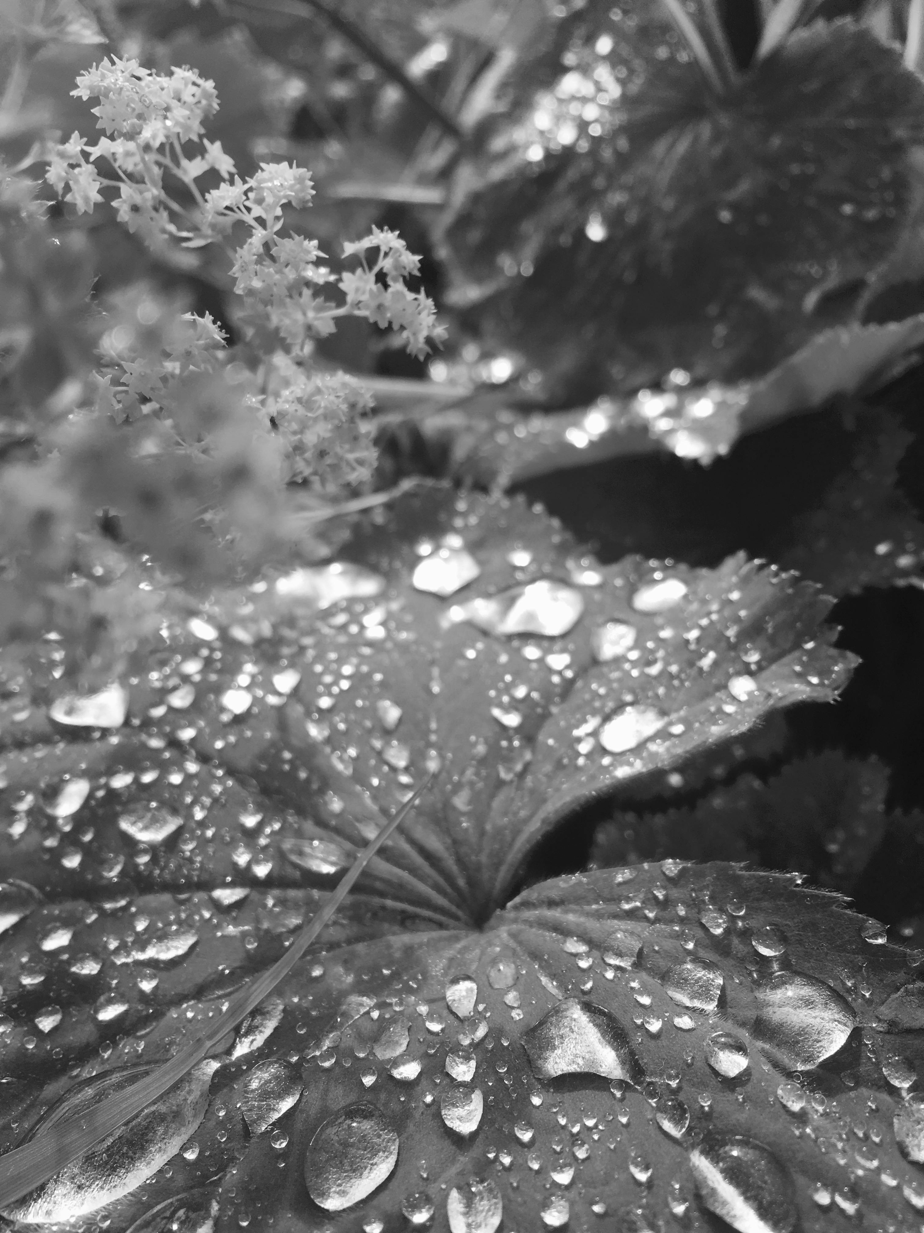 Free stock photo of after the rain, beauty in nature, black and white