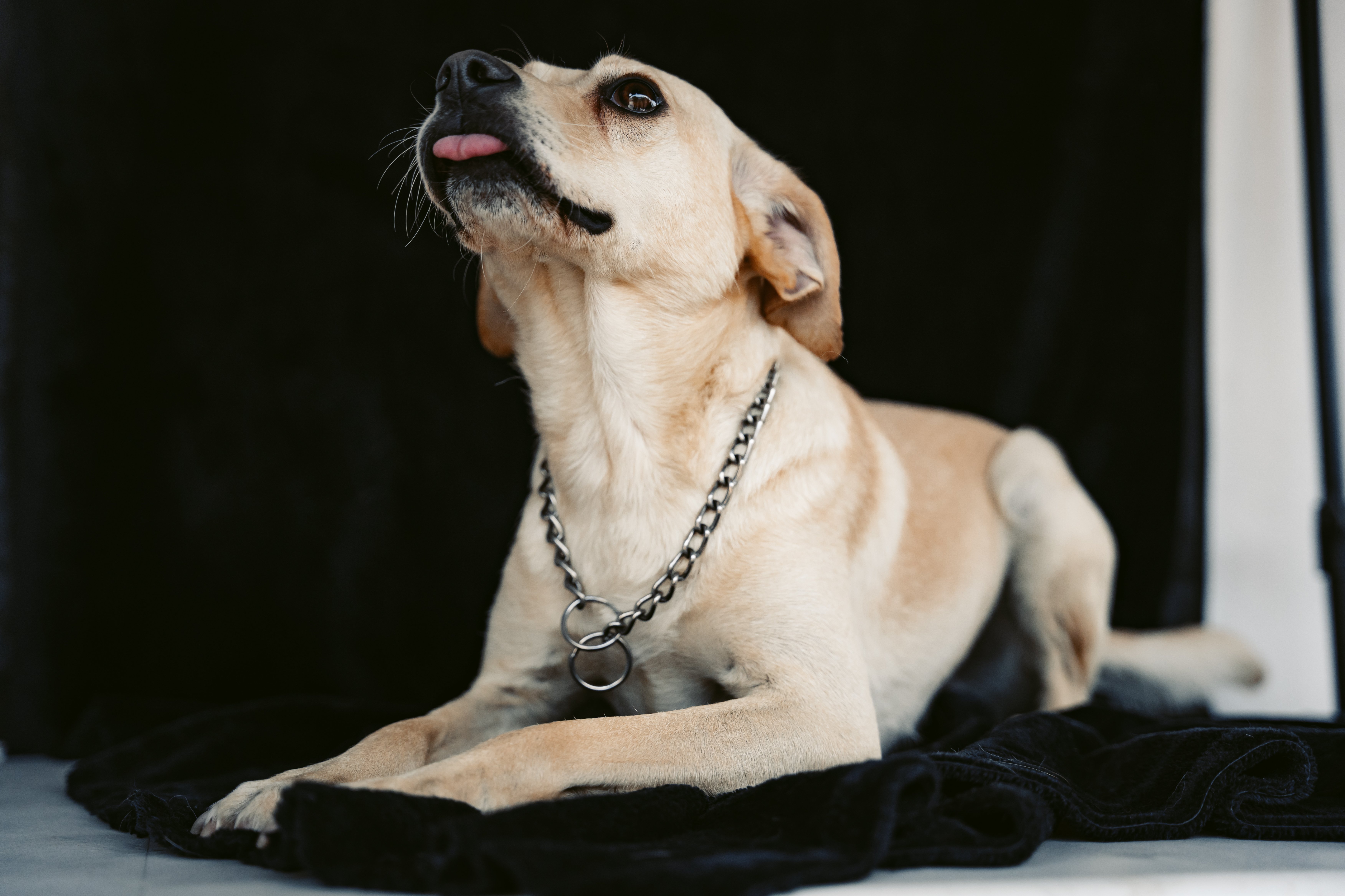 pet technology pet refine technology co. ltd — Photo by Miguel González on Pexels