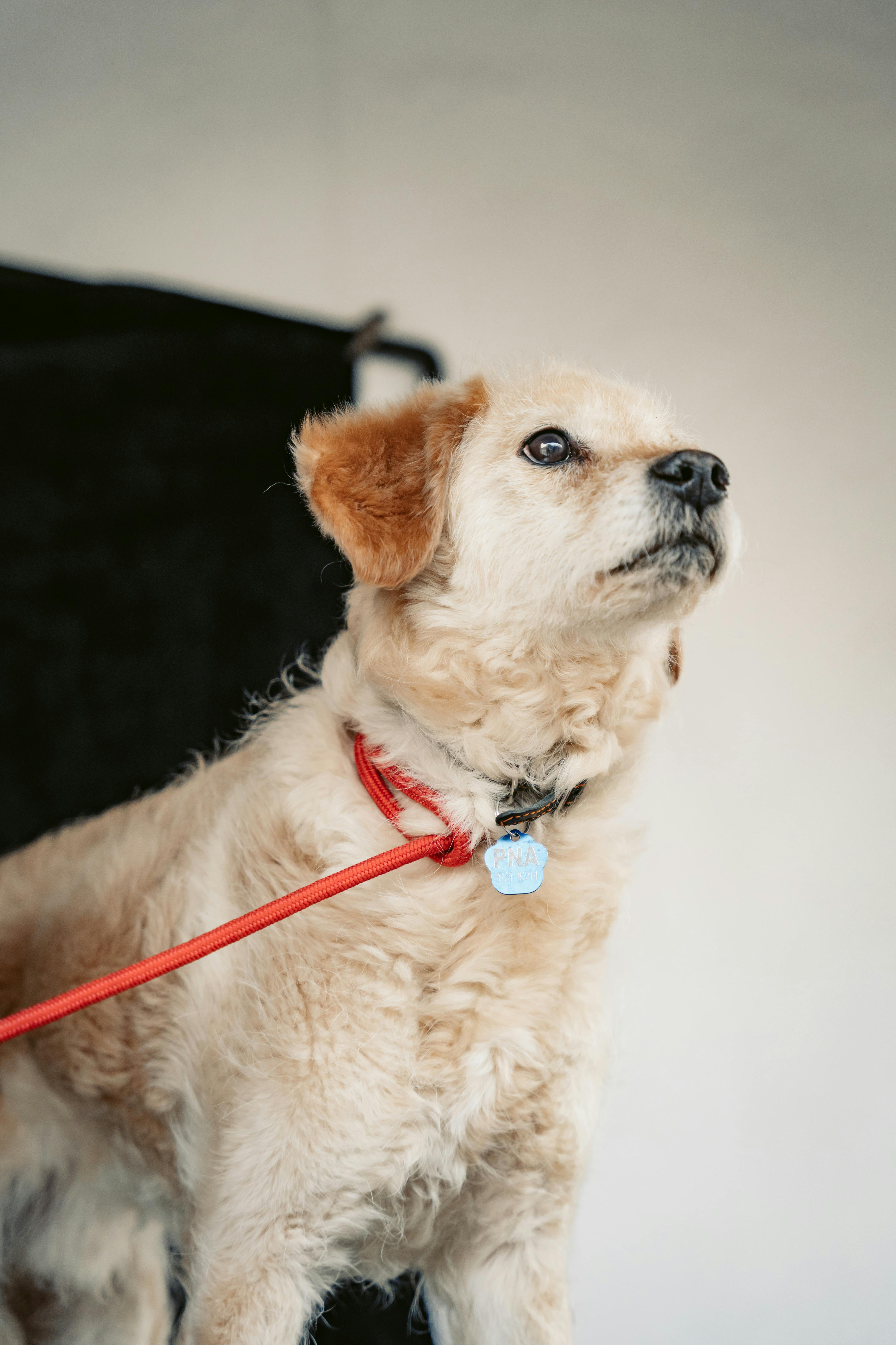 Gratis arkivbilde med adopsjon, brun hund, by kjæledyr Arkivbilde