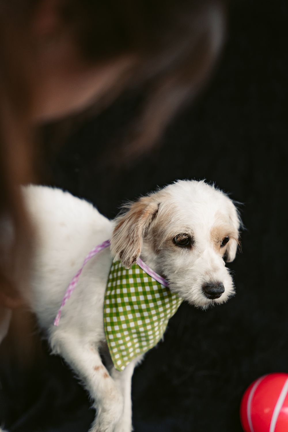 Puppy's First Groom
