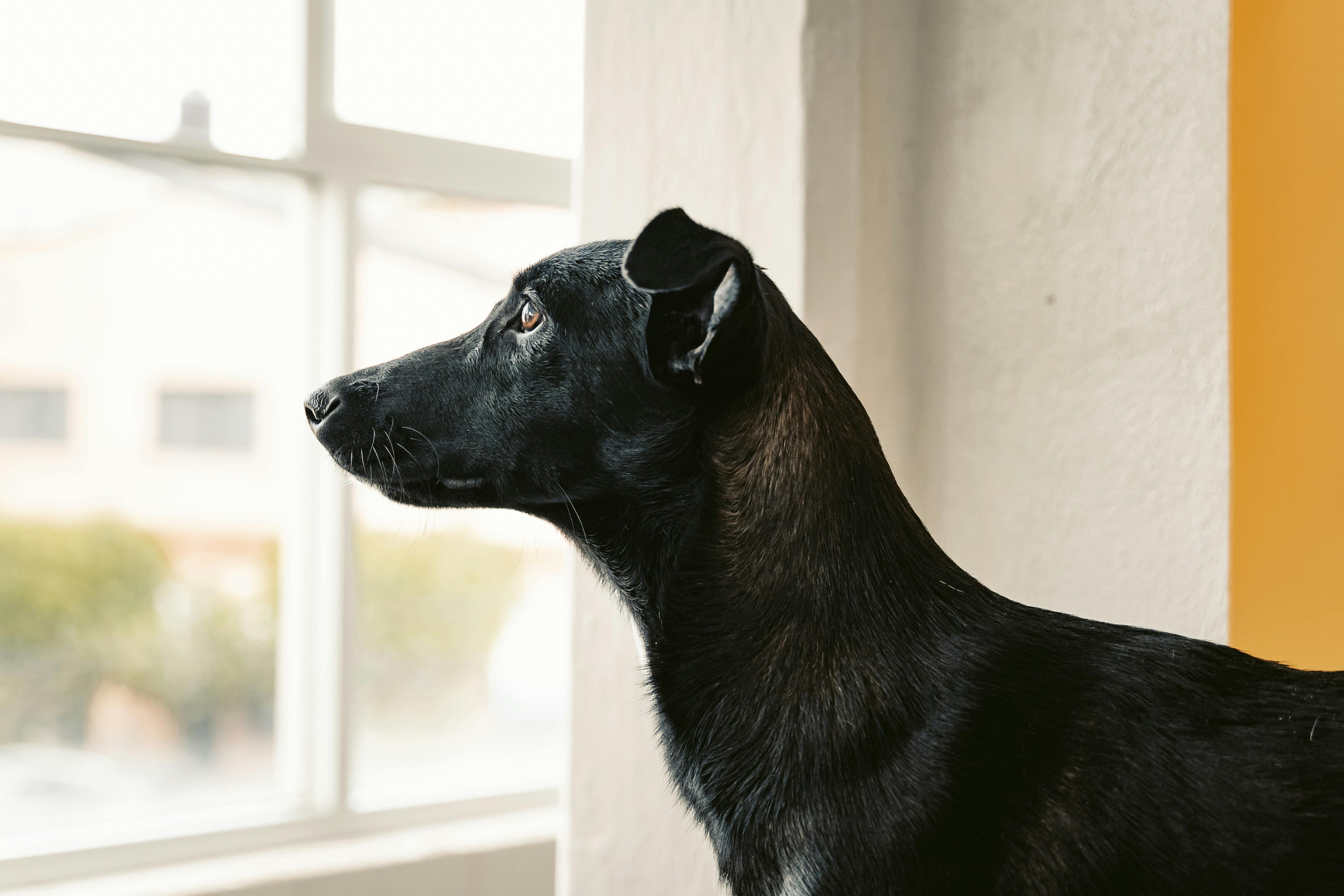 pet technology pet refine technology — Photo by Miguel González on Pexels