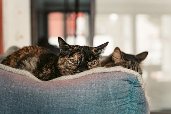 Two cats resting together in a padded bed