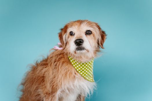 Free stock photo of adoption, dog, pet