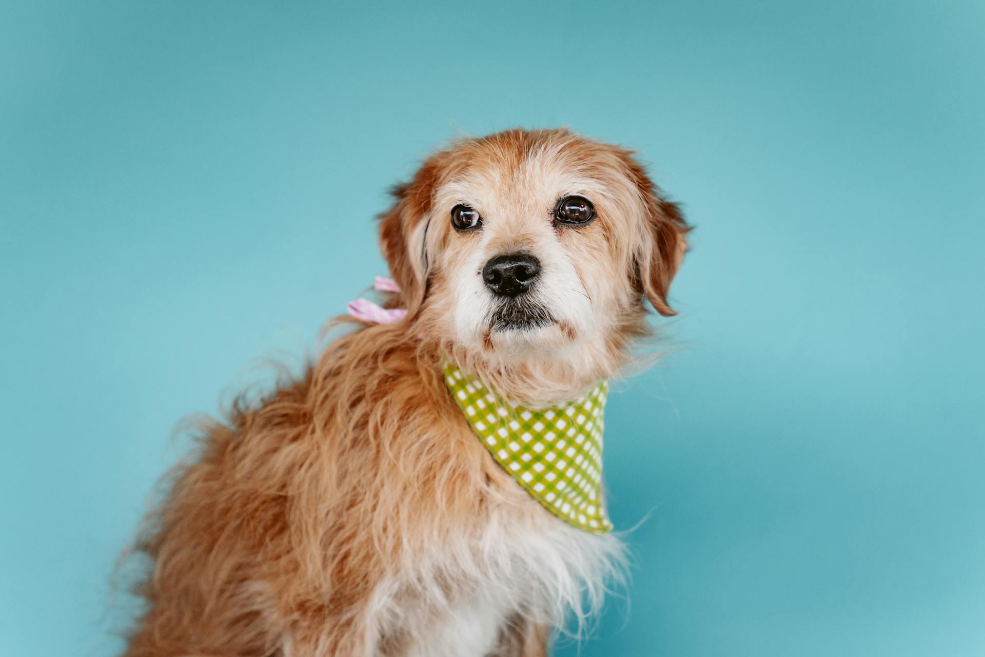 Dog with Shawl