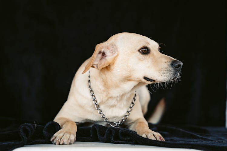 Portrait Of A Brown Dog Wearing A Chain