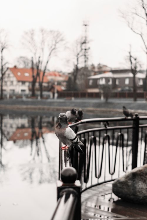 Free Pigeon perched on ornate black handrail near a serene lake in a city park, reflecting tranquil urban life. Stock Photo