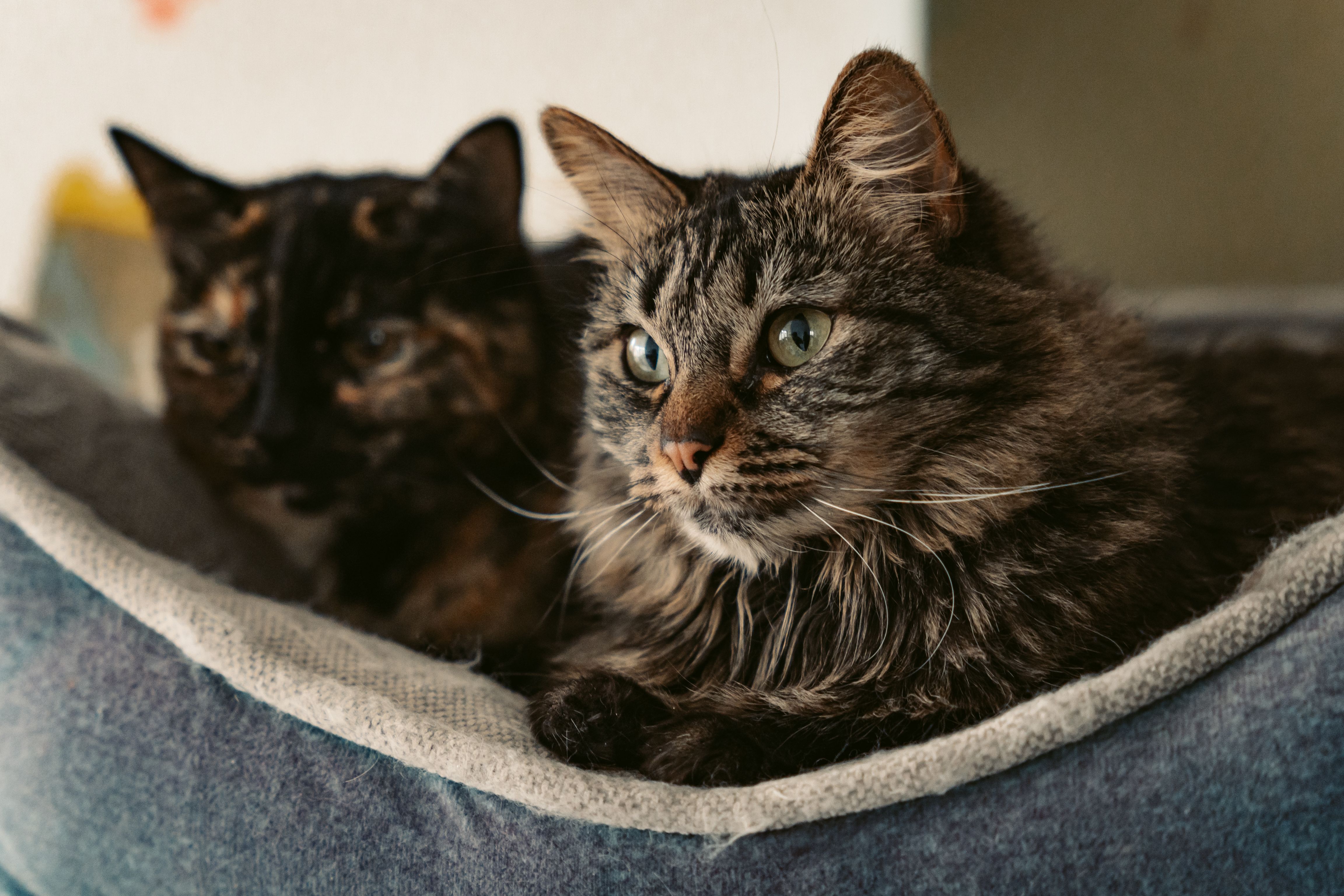 Best Pet Insurance for Multiple Pets of May 2026 — Photo by Miguel González on Pexels
