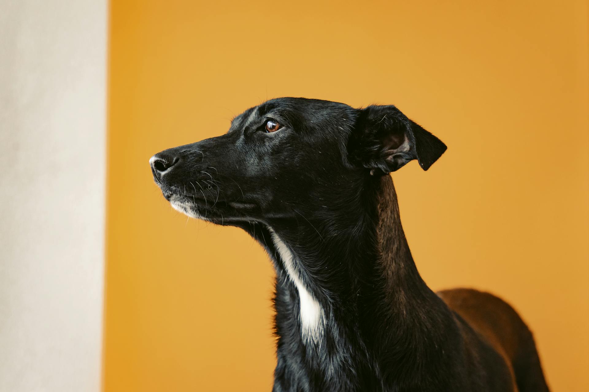 Close up of Dog on Yellow Background