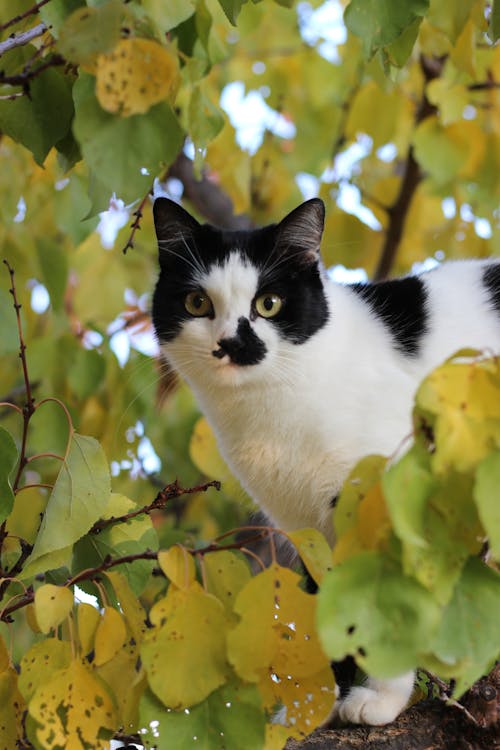 Cute Cat among Leaves