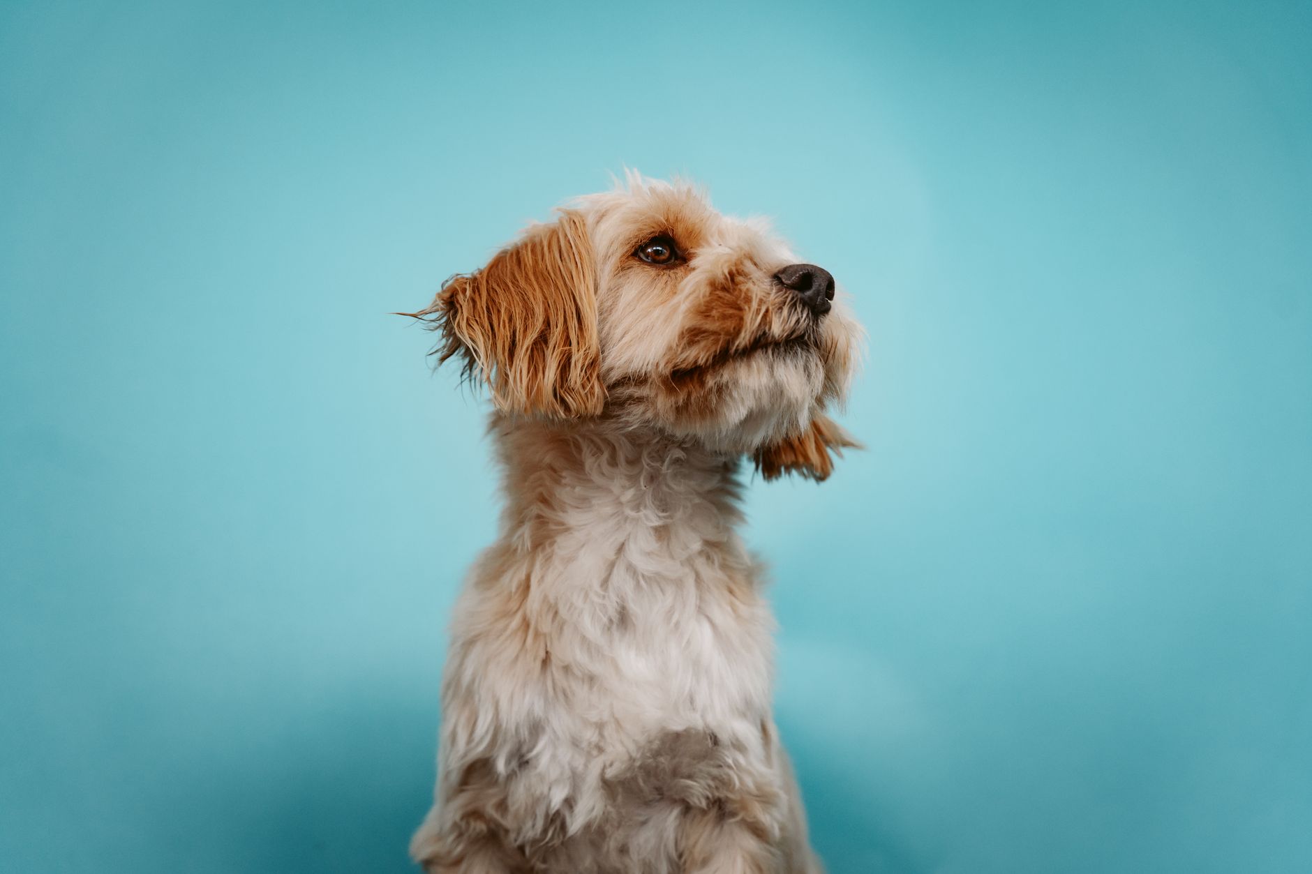 Veterinary care for a dog