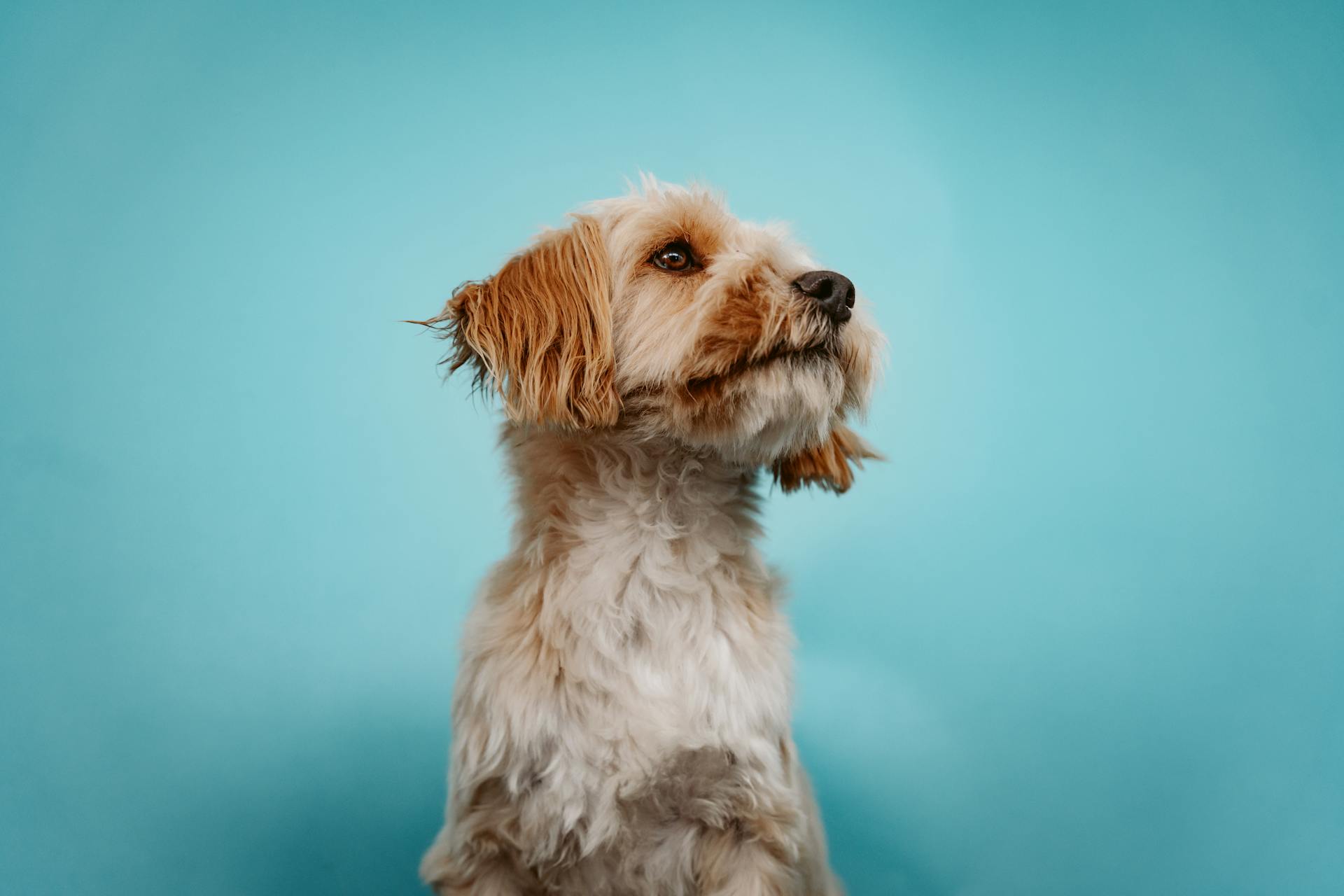 Puppy on Blue Background