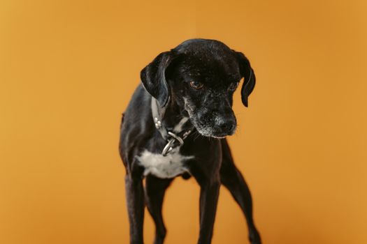 A black dog stands against a vibrant yellow background, showcasing a minimalist portrait in Mexico City.