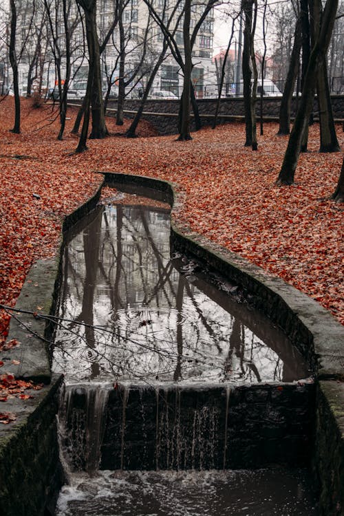 Foto Van Een Watersysteem Tussen Bomen Buiten