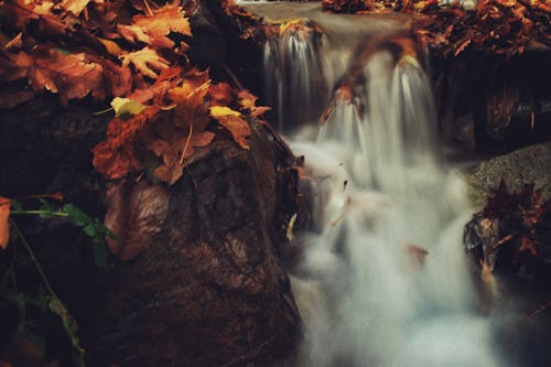 Falls With Brown Leaves