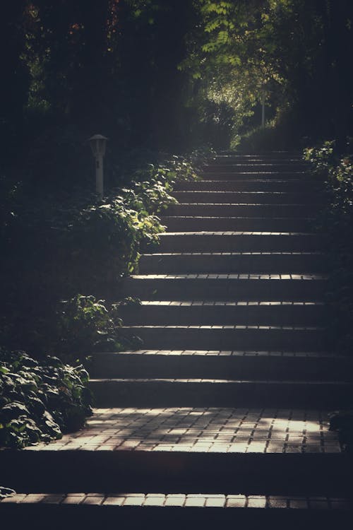 Gray Concrete Steps Surrounded by Trees