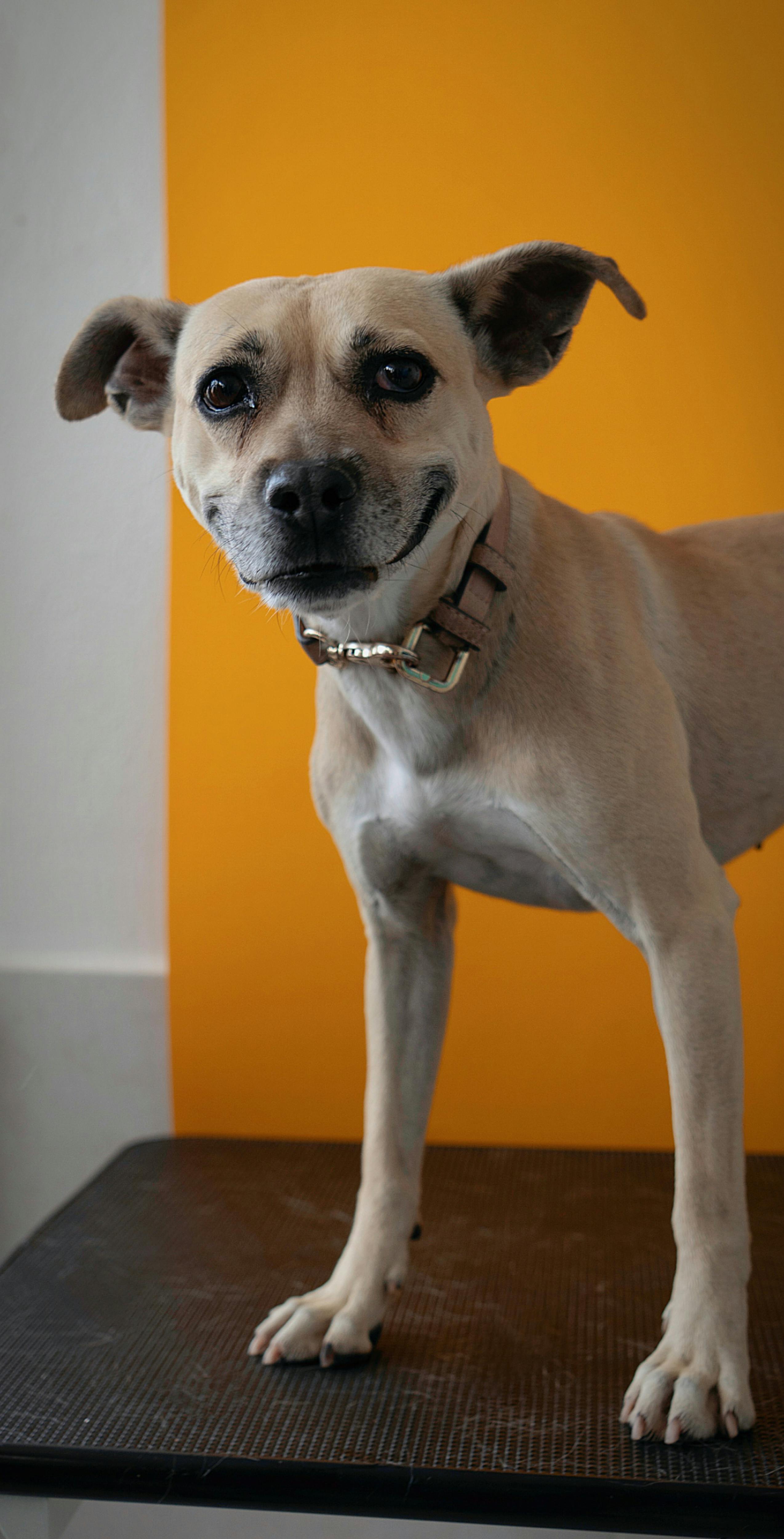 Charming dog standing in front of a vivid orange backdrop with a playful expression. Perfect for pet lovers.