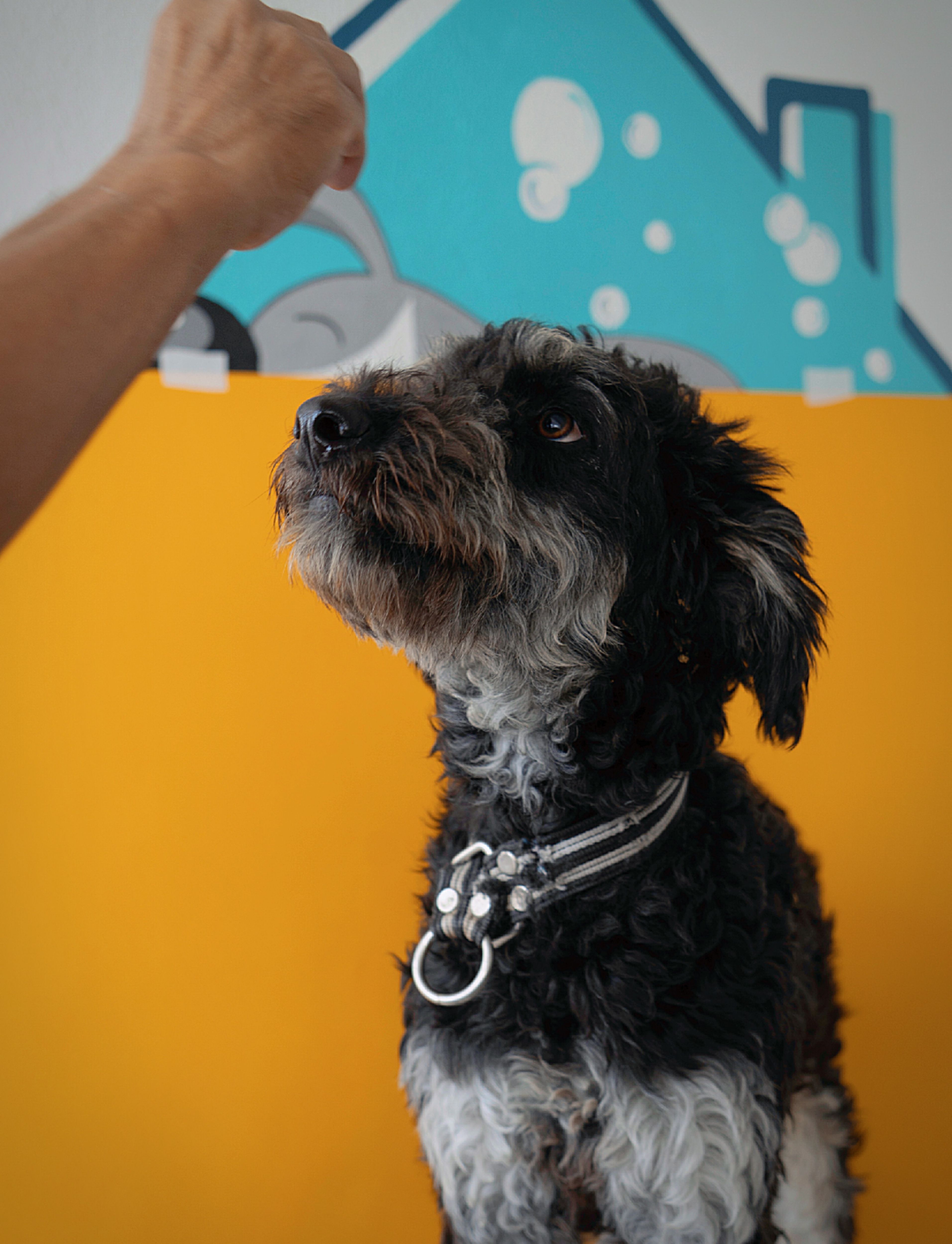 Adorable poodle looks up expectantly in a vibrant setting, perfect for mobile wallpaper.
