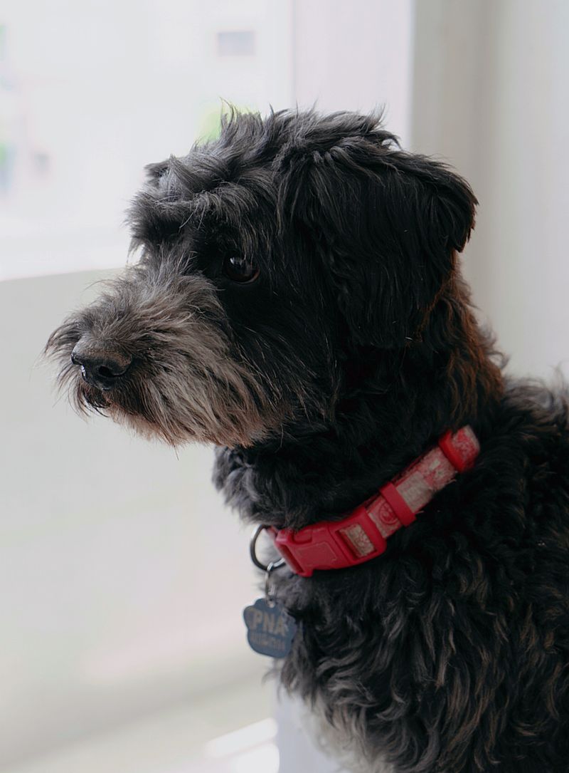 Charlie - photo 1