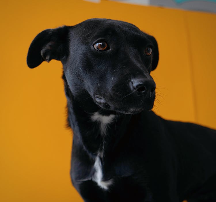 Black Dog Against Yellow