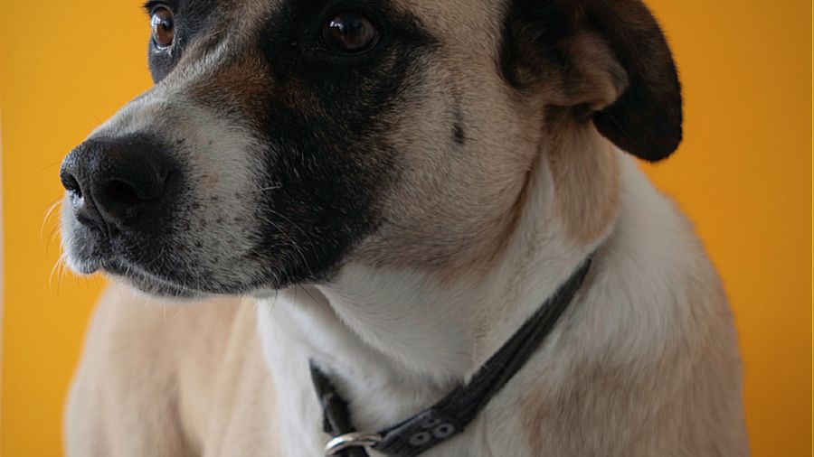 Dog Meal Timing: Why When Matters as Much as What