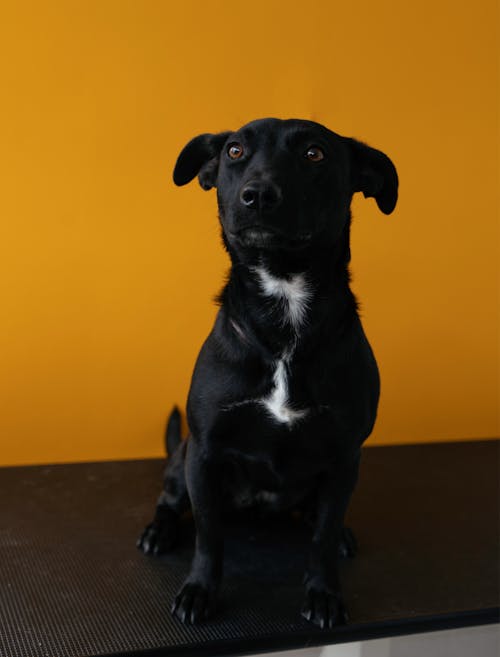 Základová fotografie zdarma na téma černý pes, dívání, domácí