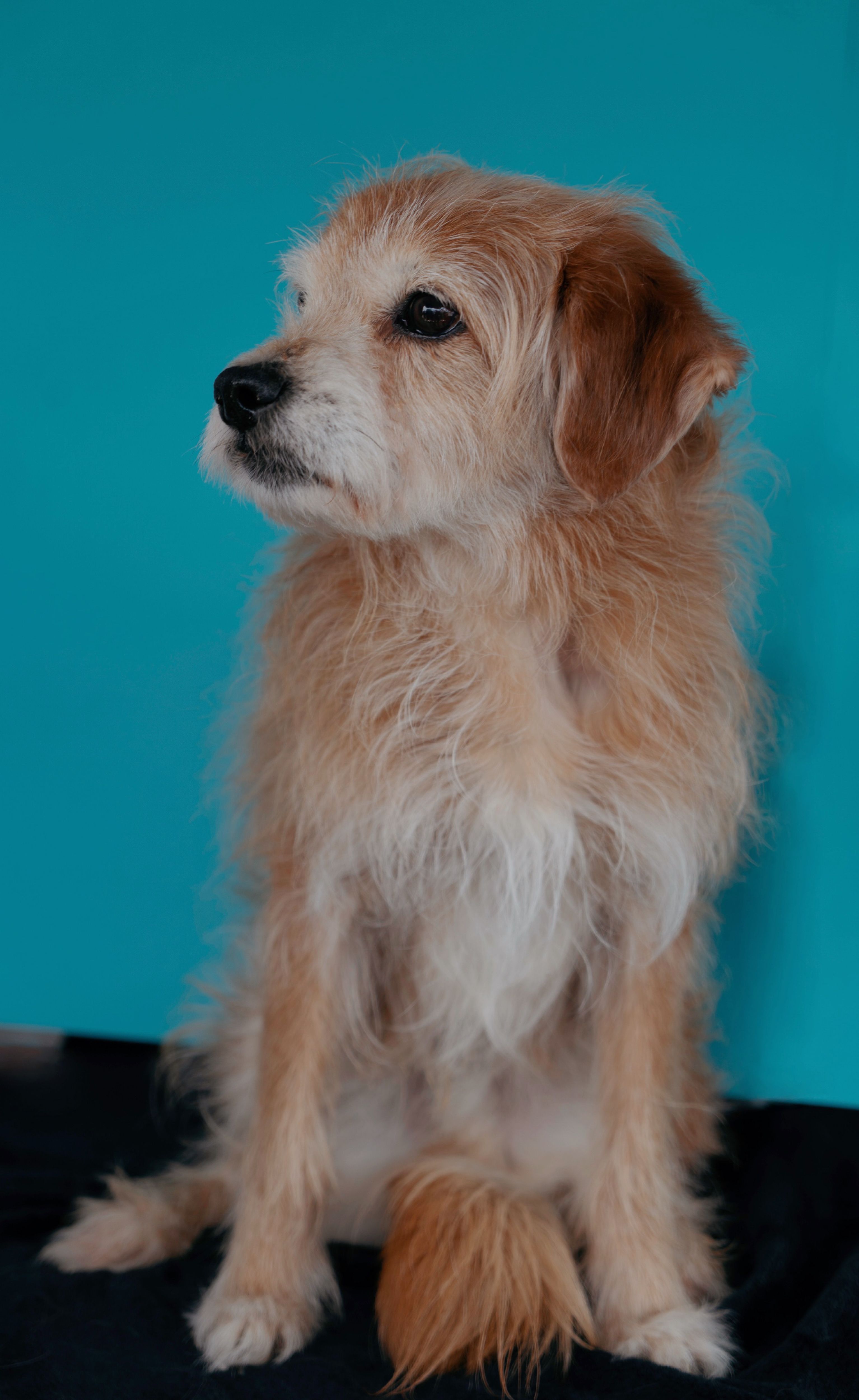 Cute terrier dog sitting against a vibrant blue background, perfect for animal lovers.