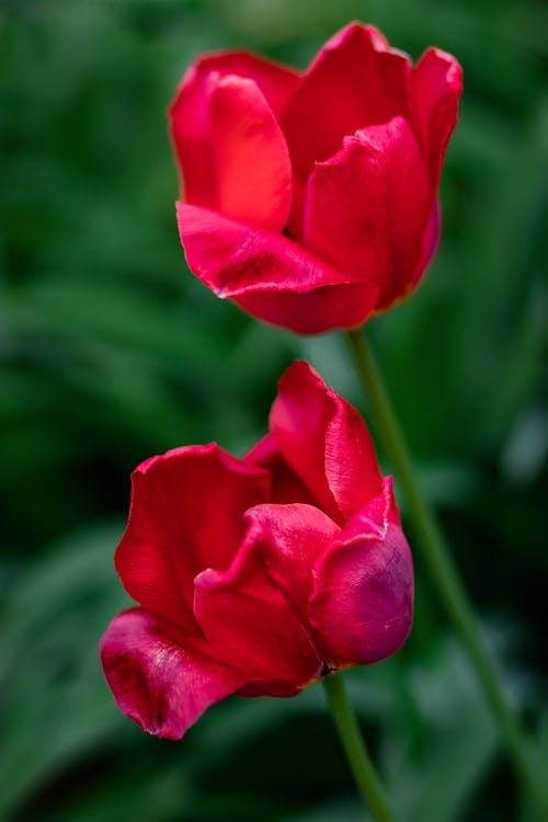 Close-up of Red Tulip Flowers 