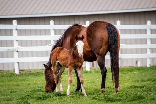 Horse and a Foal in the Pasture 