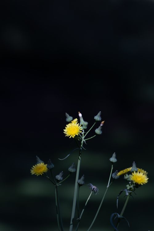 Free Close-up of vibrant yellow flowers against a dark backdrop, emphasizing nature's beauty. Stock Photo