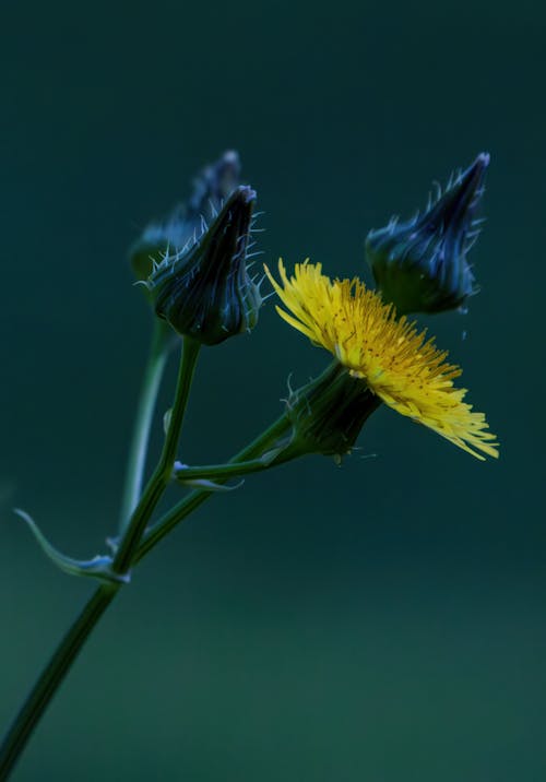 Бесплатное стоковое фото с sonchus, бутоны, вертикальный выстрел