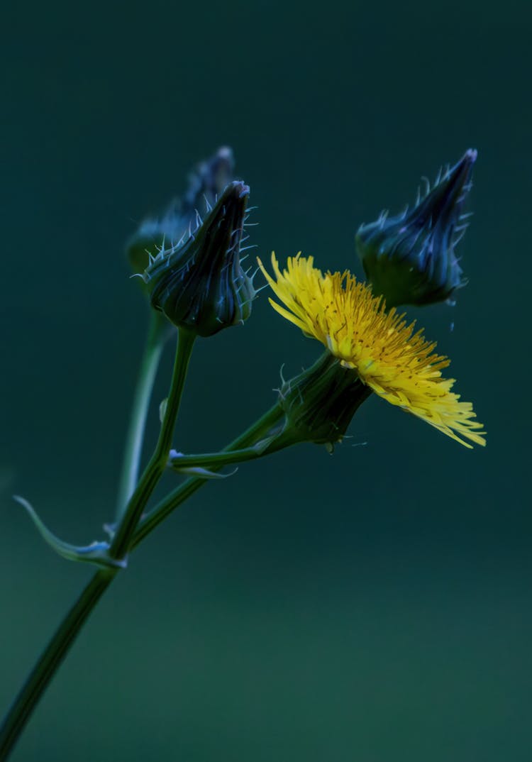 Close-up Of A Sow Thistle Flower And Buds 