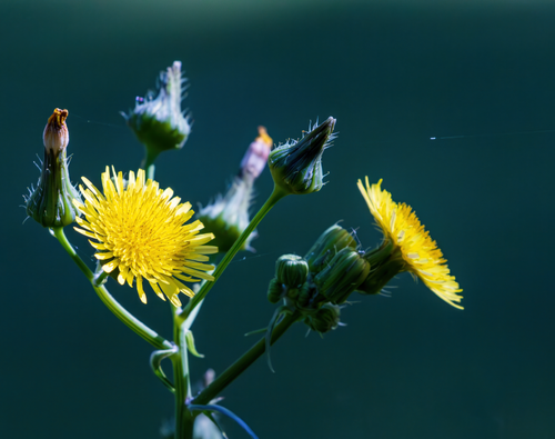 Free Vibrant close-up of blooming dandelion flowers against a dark green background. Stock Photo