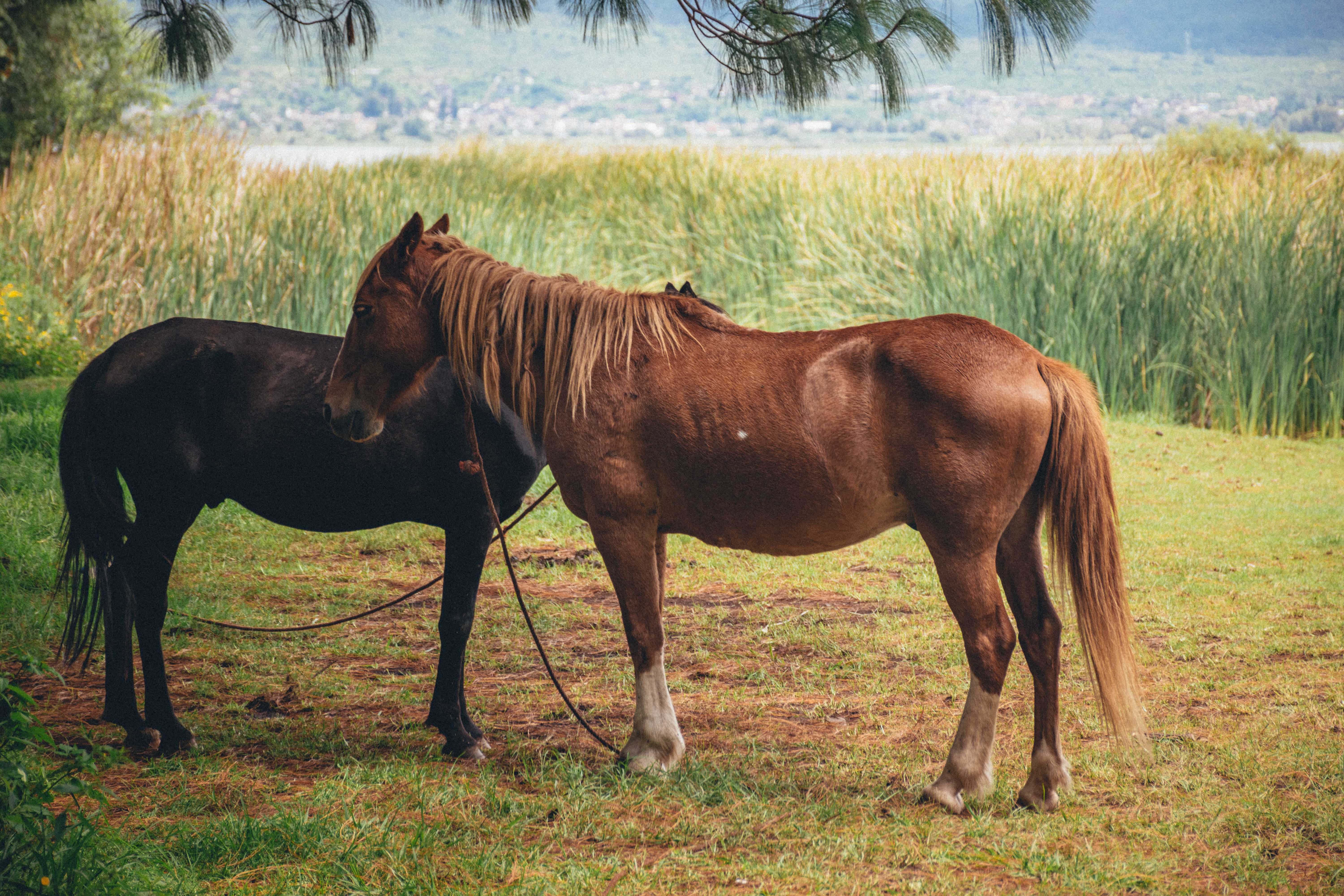 Portrait of a horse at a veterinary clinic
