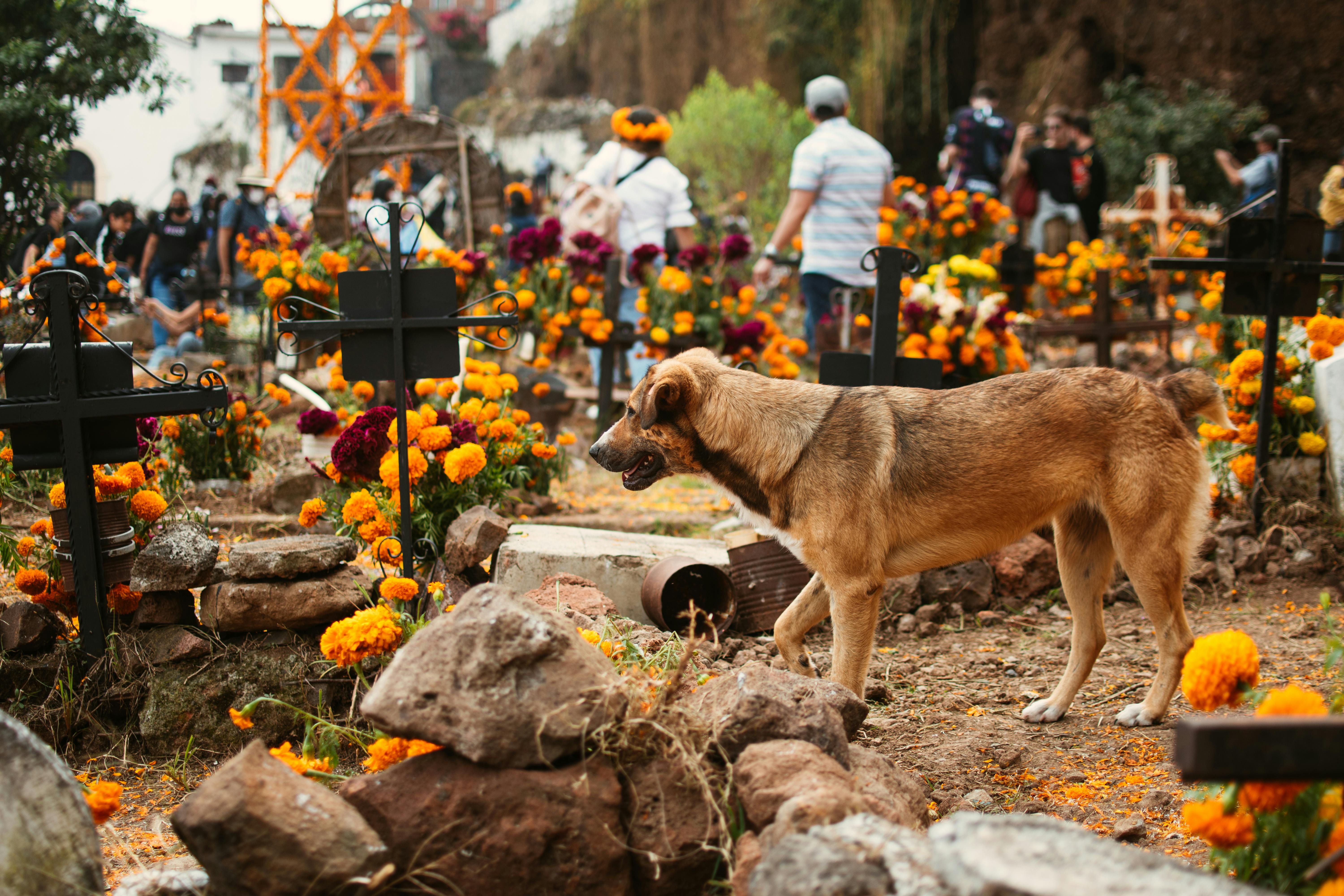 A Dog at a Cemetery